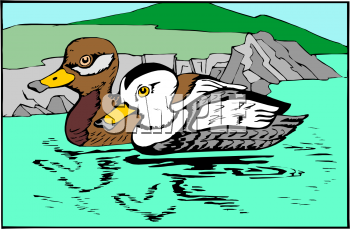 Duck Clipart