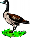 Duck Clipart