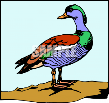 Duck Clipart