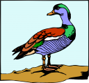 Duck Clipart