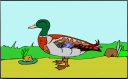 Duck Clipart