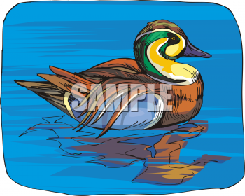 Duck Clipart