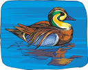 Duck Clipart