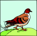 Duck Clipart