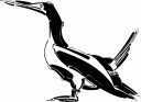 Duck Clipart