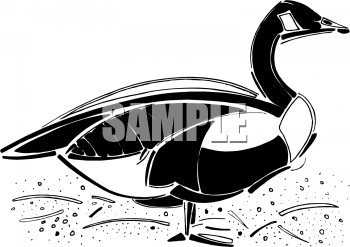 Duck Clipart