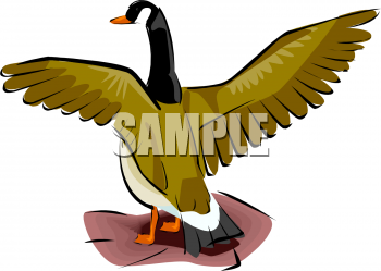 Duck Clipart