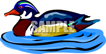 Duck Clipart