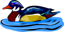 Duck Clipart