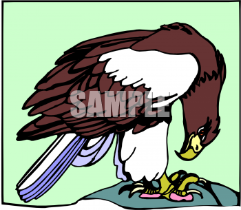 Eagle Clipart