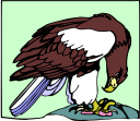 Eagle Clipart