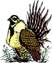 Eagle Clipart