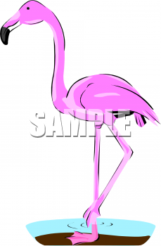 Flamingo Clipart