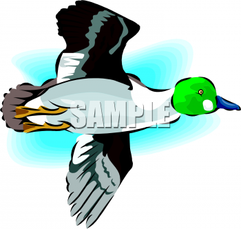 Duck Clipart