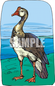 Duck Clipart