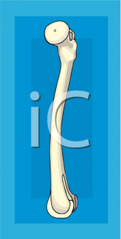 Skeleton Clipart