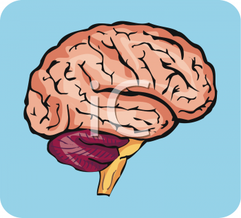 Brain Clipart