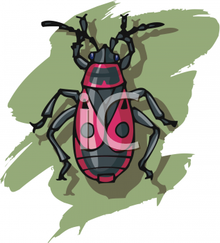 Bug Clipart