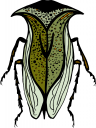 Bug Clipart