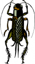 Bug Clipart