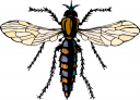 Bug Clipart