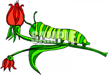 Bug Clipart