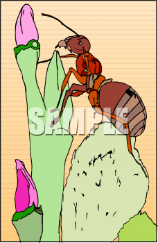 Bug Clipart