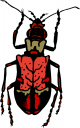 Bug Clipart