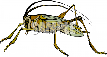 Bug Clipart