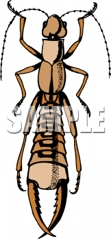 Bug Clipart