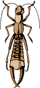 Bug Clipart