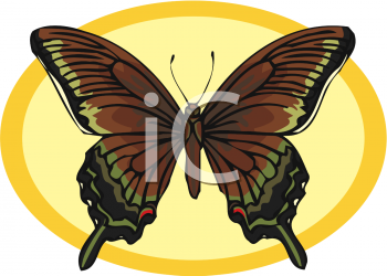 Bug Clipart