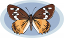 Bug Clipart