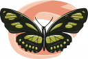 Bug Clipart