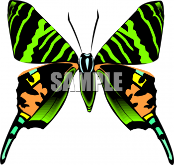 Bug Clipart