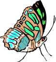 Bug Clipart