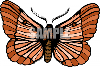 Bug Clipart