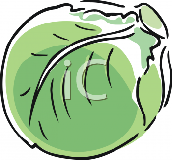 Cabbage Clipart