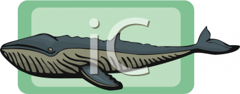 Whale Clipart