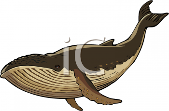 Whale Clipart