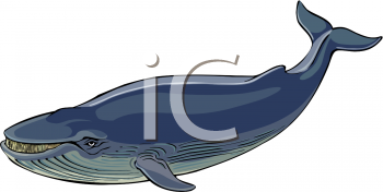 Whale Clipart