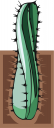 Cactus Clipart