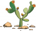 Cactus Clipart