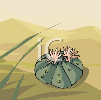 Cactus Clipart