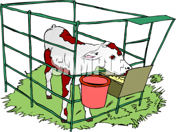 Calf Clipart