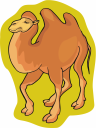 Camel Clipart