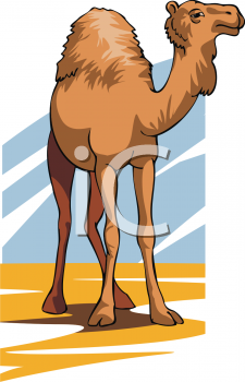 Camel Clipart