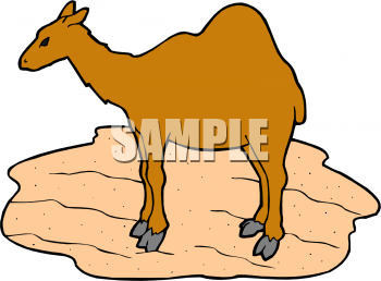 Camel Clipart