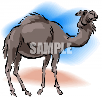 Camel Clipart