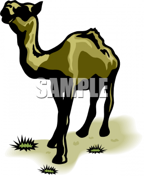 Camel Clipart